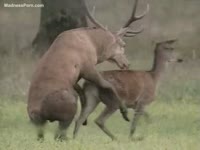 Beastiality taboo with two deers